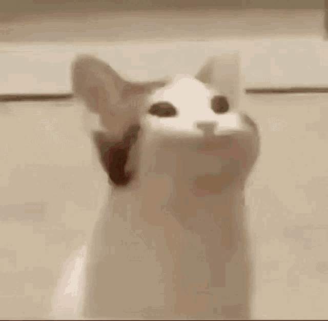Yorum GIF'i