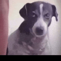 Yorum GIF'i